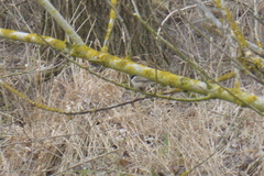 Poecile palustris