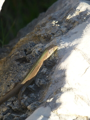 Podarcis melisellensis
