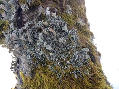 Cladonia cyathomorpha