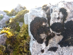 Enchylium polycarpon