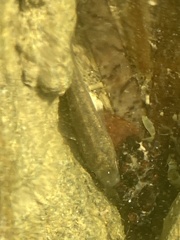 Mugilidae