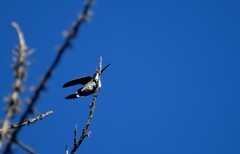 Anthracothorax prevostii