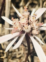 Euphorbia radians