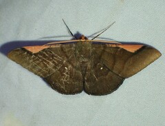 Sphacelodes vulneraria