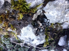 Peltigera neckeri