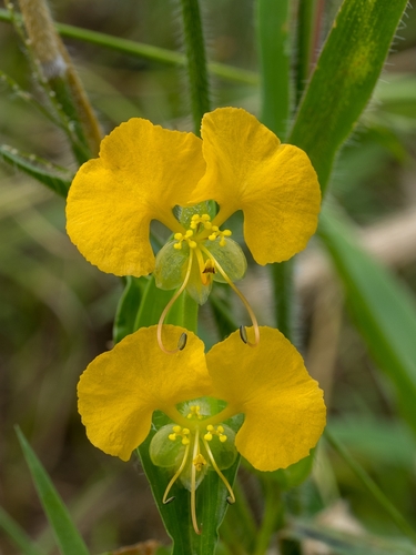 African Yellow Dayflower
