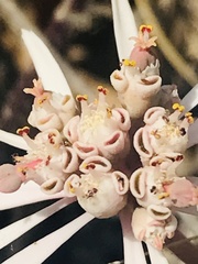 Euphorbia radians