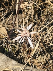 Euphorbia radians