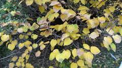 Cercis chinensis