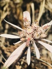 Euphorbia radians