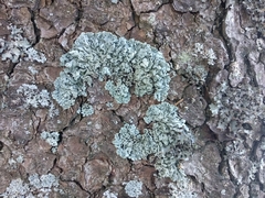 Hypogymnia farinacea