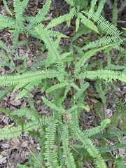 Dicranopteris flexuosa
