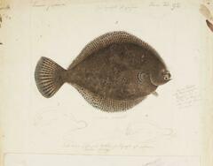 Japanese Frog Flounder photo 2