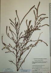 Salsola collina