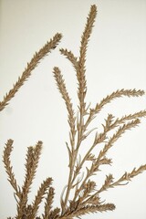 Salsola collina
