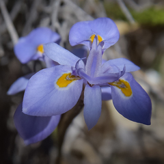 Moraea alpina