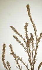 Salsola collina