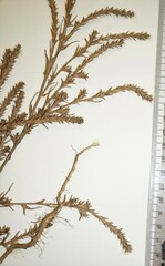 Salsola collina