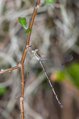 Lestes tenuatus