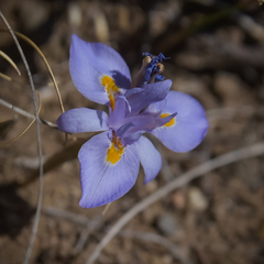 Moraea alpina