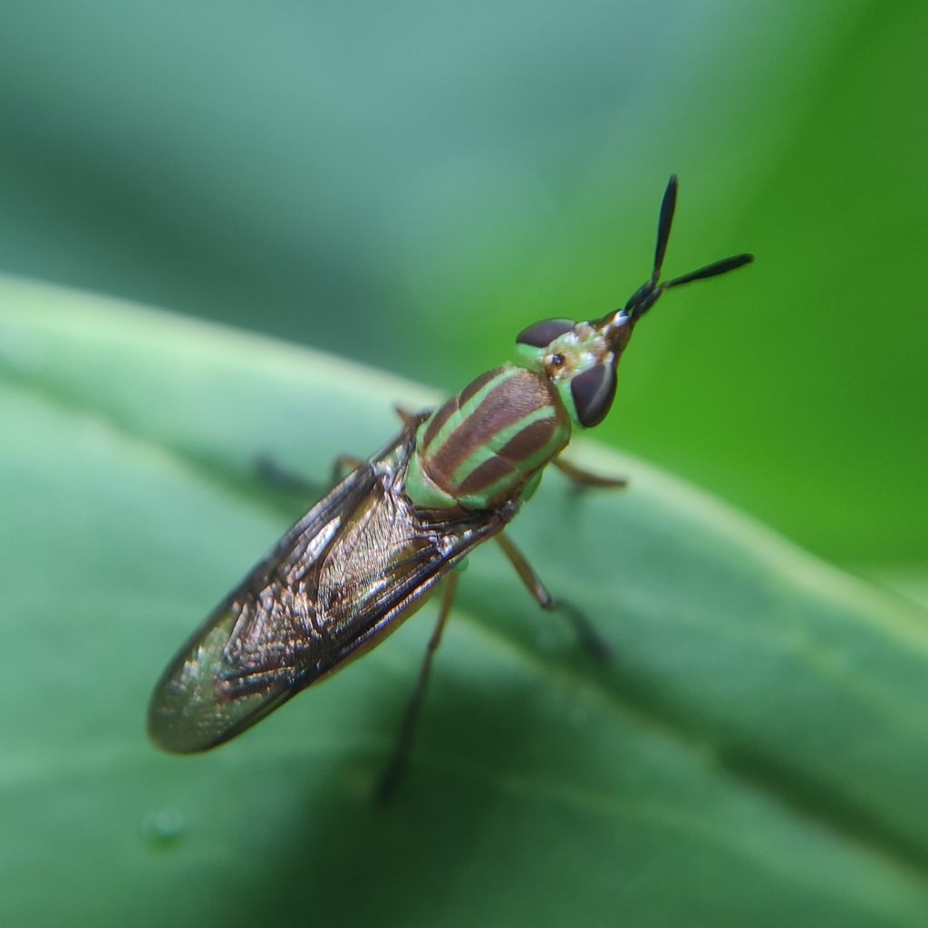 Promeranisa