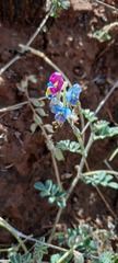 Swainsona flavicarinata