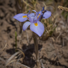 Moraea alpina