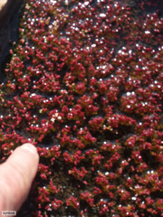 Crassula vaillantii