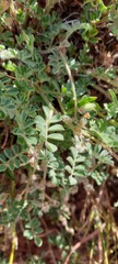 Swainsona flavicarinata