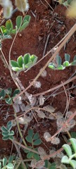 Swainsona flavicarinata