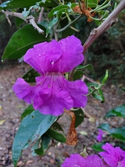 Bignonia corymbosa