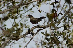 Turdus migratorius