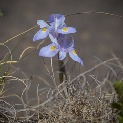 Moraea alpina