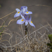 Moraea alpina - Photo (c) Brendan Cole, algunos derechos reservados (CC BY-NC-ND), uploaded by Brendan Cole
