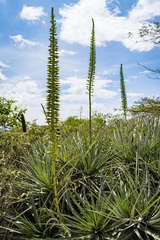 Puya aequatorialis