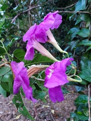 Bignonia corymbosa