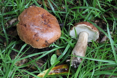 Tylopilus indecisus