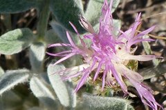 Psephellus marschallianus