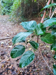 Bignonia corymbosa