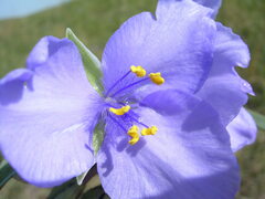 Tradescantia occidentalis