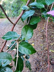 Bignonia corymbosa