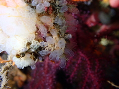 Ascidiacea