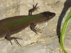 Podarcis melisellensis