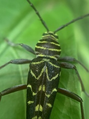 Megacyllene acuta