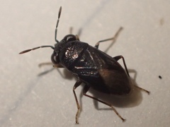 Geocoris atricolor