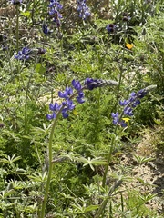 Lupinus sparsiflorus