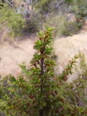 Myrothamnus flabellifolius