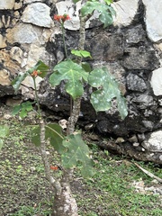 Jatropha podagrica
