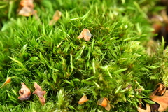 Campylopus flexuosus