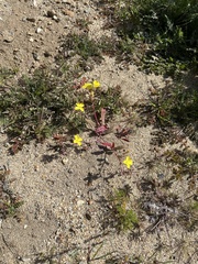 Camissoniopsis
